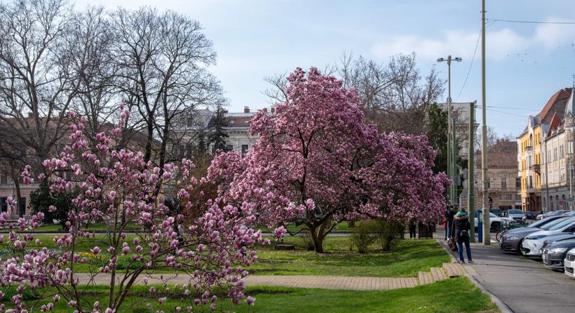 Szeged tavaszi arca: a magnóliák káprázatos virágzása