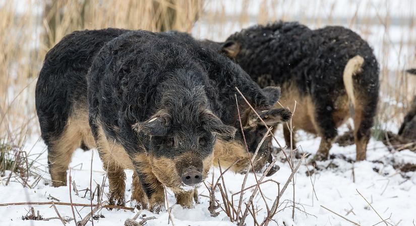 A Magyarországról érkező importra panaszkodnak a hazai mangalica tenyésztők