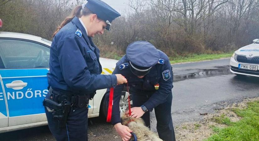 Rendőrök segítettek az elveszett kutyán