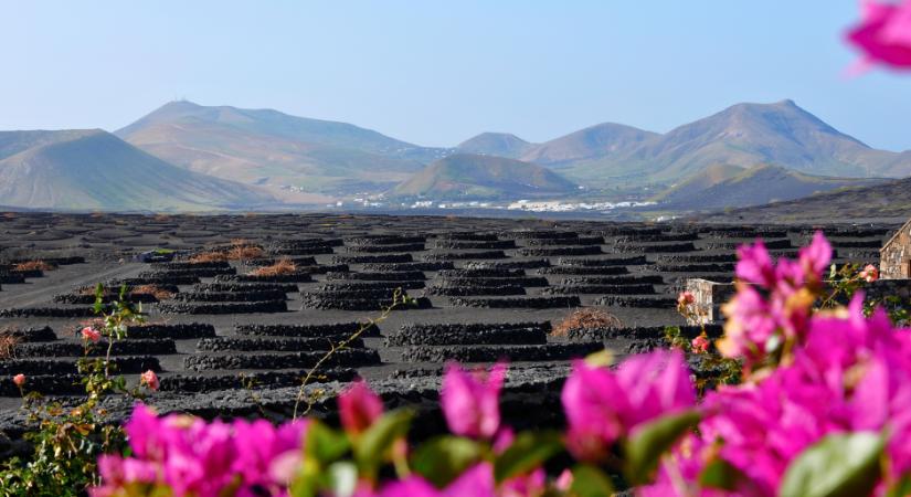 A Lanzarote-i borok csodás világa