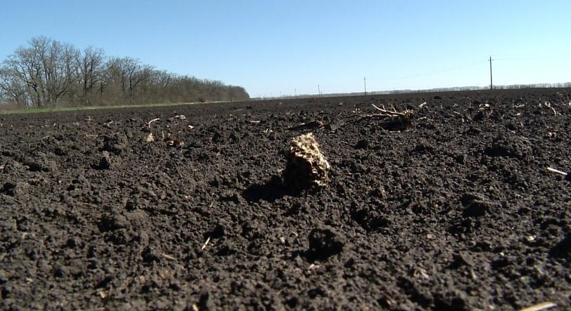 Kárt tehetnek a tavaszi vetésben a fagyos éjszakák a hadú-bihari földeken