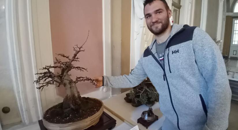 Különleges bonsai kiállítással ünnepeltek a kertbarátok a győri Városházán - videó