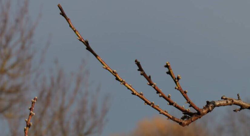 Jó tanácsok a tavaszi metszéshez  videó