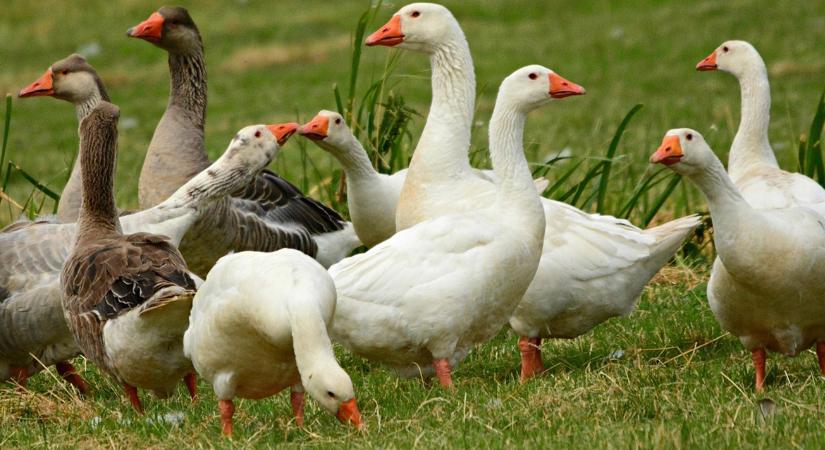 Beigazolódott a gyanú: újra megjelent a madárinfluenza