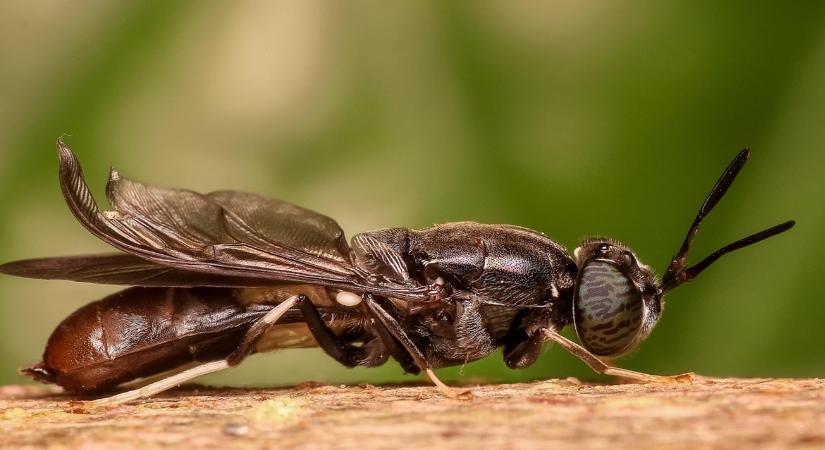 Ekkora lenne a baj? Értékes olajat nyernek ki a fekete katonalégyből