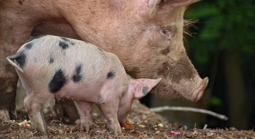 Ezt mindenki megérzi: ennyivel csökkent a sertéshús ára