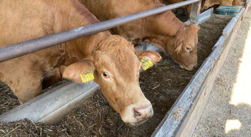 Száj- és körömfájás – Már kicsit fellélegezhetünk, de még csak kicsit