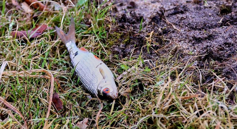 Nagyon nagy a baj: tömegesen pusztulnak a halak a Balatonban