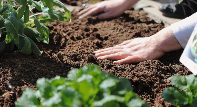 Zsigereinkben tartjuk az anyaföldet, a beleink a gyökerek