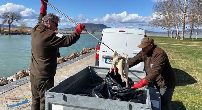 Mészárlás a Balatonnál: svédasztal a kikötő a migráns kárókatonáknak