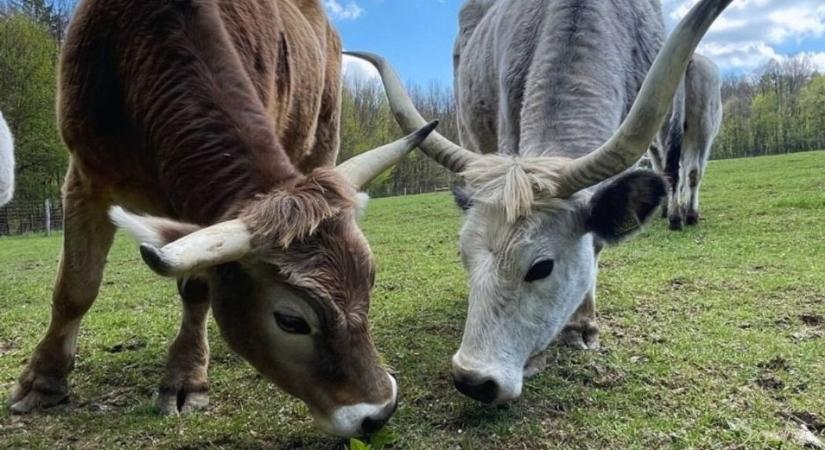 Száj- és körömfájás – Lezárják az állatsimogatót a Kőris lábánál