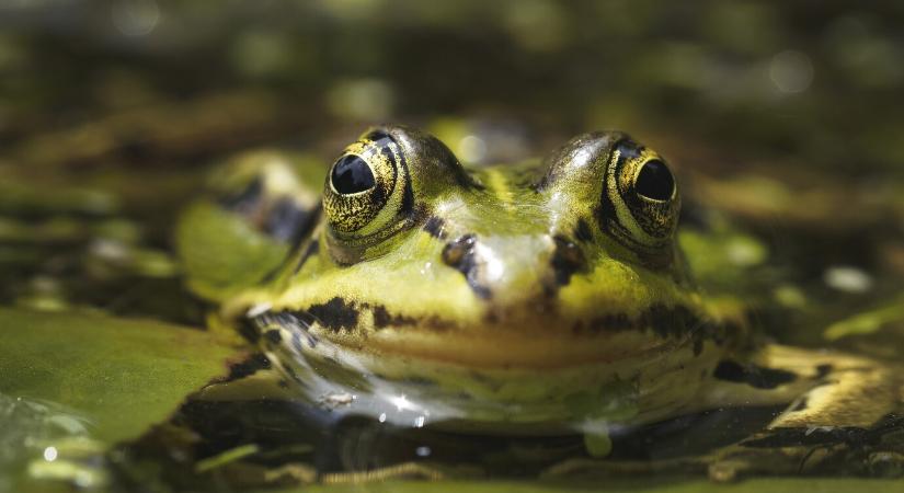 Többezernyi béka menthető meg a lakóházak pincéit, vízóraaknáit átvizsgálva