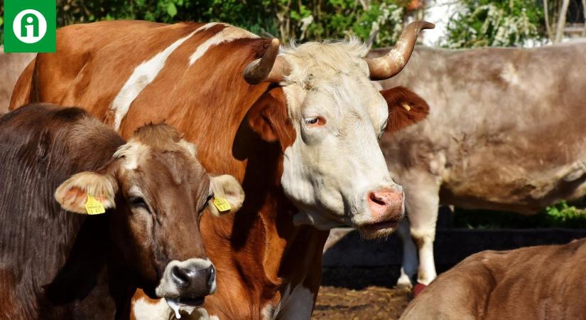 Száj- és körömfájás, lóherpesz, kiskérődzők pestise – hol lesz ennek a vége?