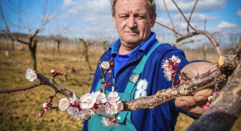 Nagy a baj: itt a fagy, oda az idei termés! Jönnek a füstölők?