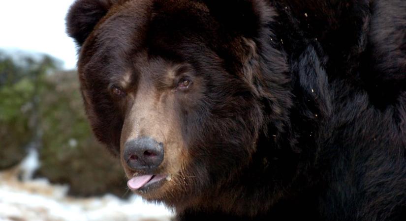 Elevenen falt fel egy túrázót a Yellowstone Nemzeti Park egyik grizzly medvéje