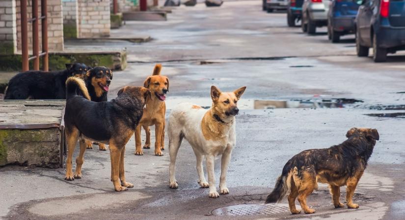 Sokkoló! Kóborló kutyák riogatják a gyerekeket és törnek be a portákra a Balaton közeli városban