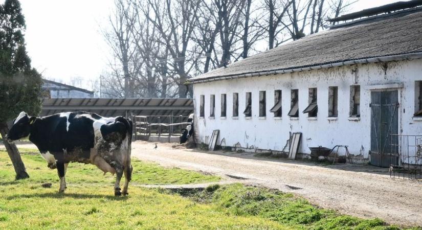 Ragadós száj- és körömfájás: korlátozásokat oldottak fel, kedvező a helyzet