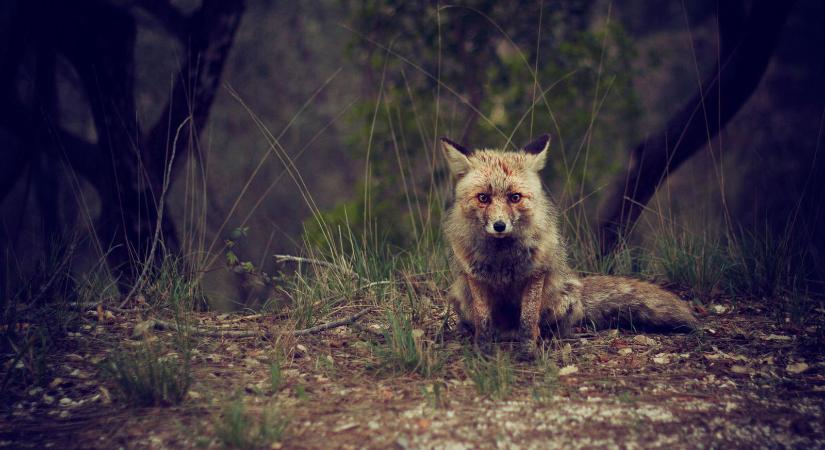 Bejelentést tett a Nébih, zárlat alá kerül a fél ország