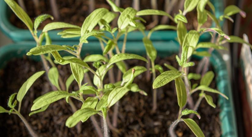 Elmondjuk, mitől dőlhet meg a paprika-és a paradicsompalánta