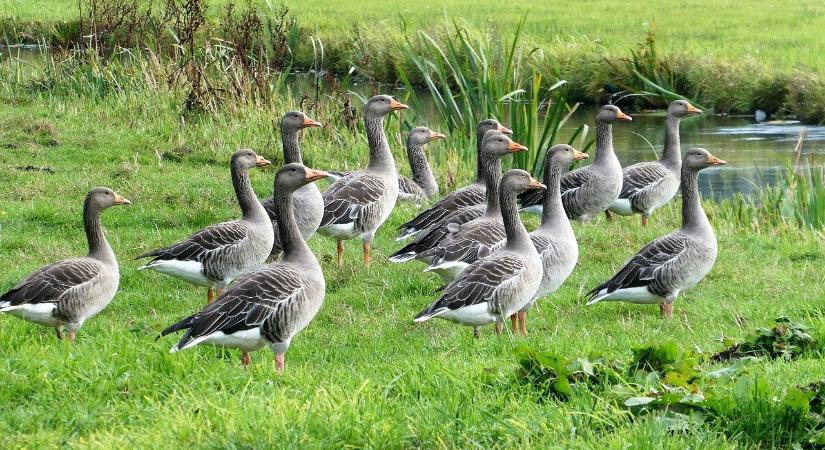 Figyelni kell, megint felütötte fejét a vírus Pest vármegyében