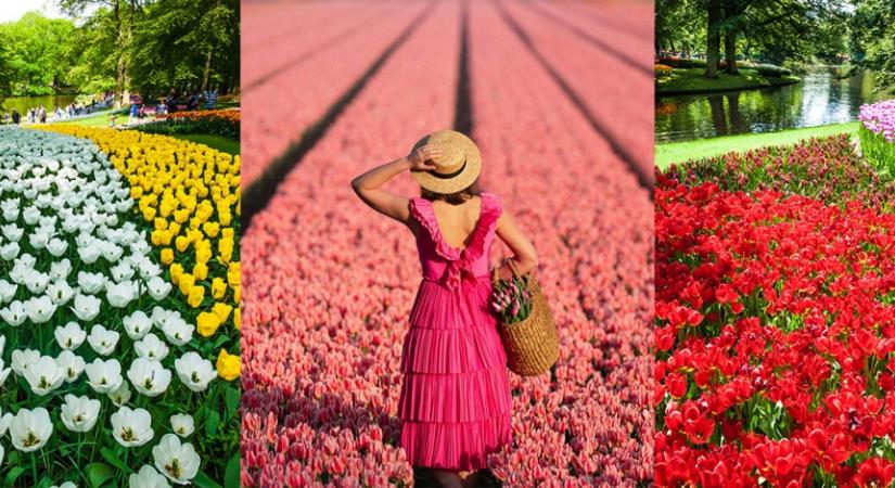 Végtelen tulipánmezők: Hollandiában található Európa virágoskertje, a Keukenhof