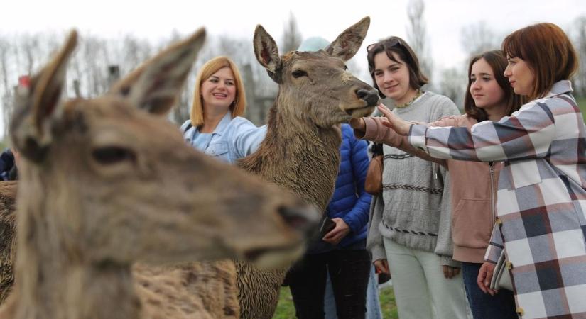 Száj és körömfájás: vége a zárlatnak, újra nyit a bőszénfai szarvasfarm