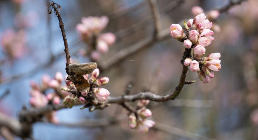 Kezdődik a visszaszámlálás, most már tényleg érkezik a tavasz