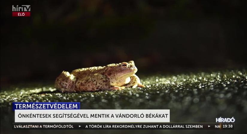 Önkéntesek segítségével mentik a vándorló békákat  videó