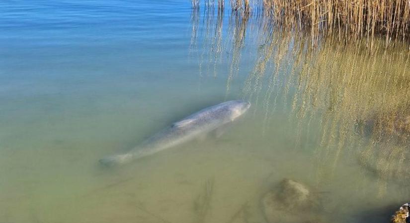 Napozott az óriásbusa – lenyűgöző fotó készült a Balaton-parton