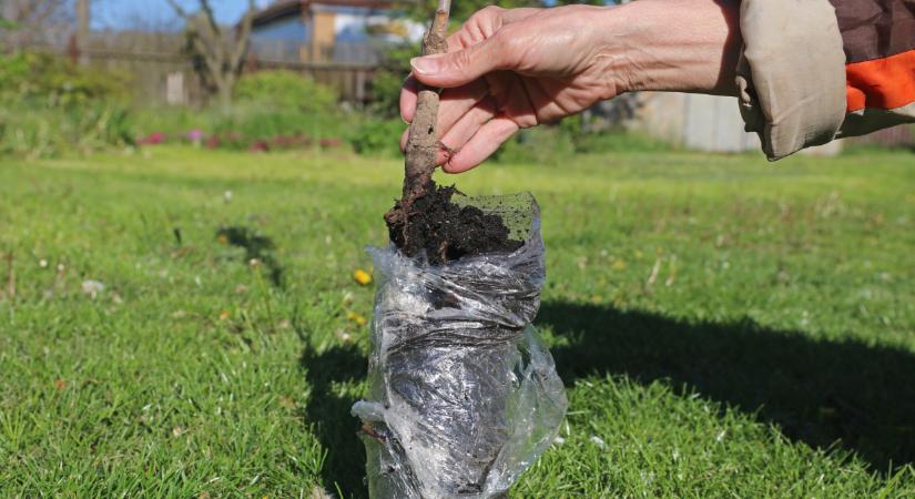 Lecsapott a Nébih az ónodi vásáron: durva vége lett az ellenőrzésnek