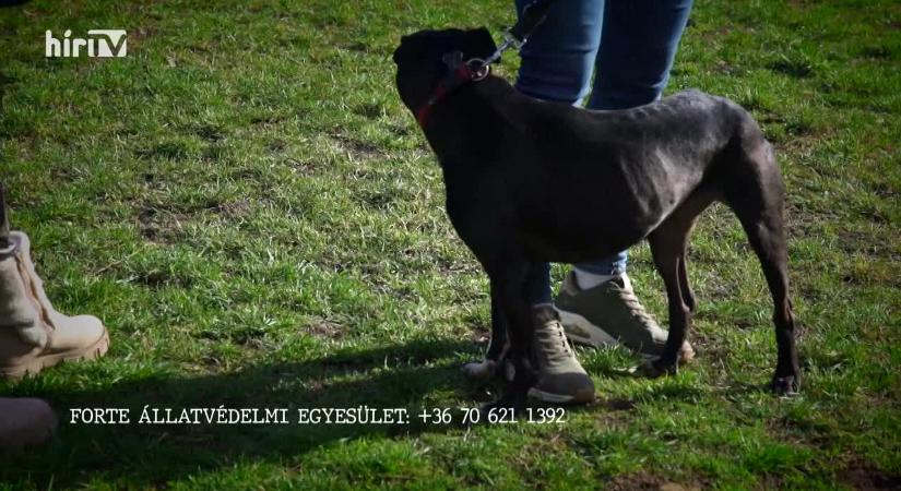 Riasztás - Elítélték a halálos kutyaviadalok szervezőit  videó