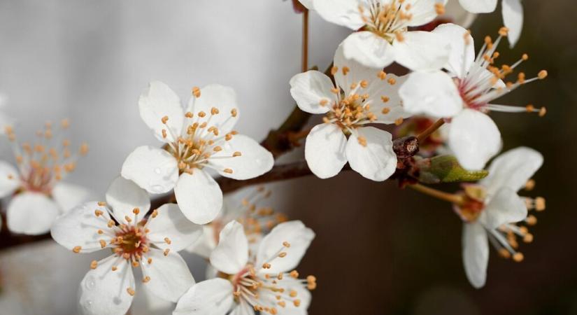 Megkezdődött a tavasz, de még lesznek fagyos reggelek