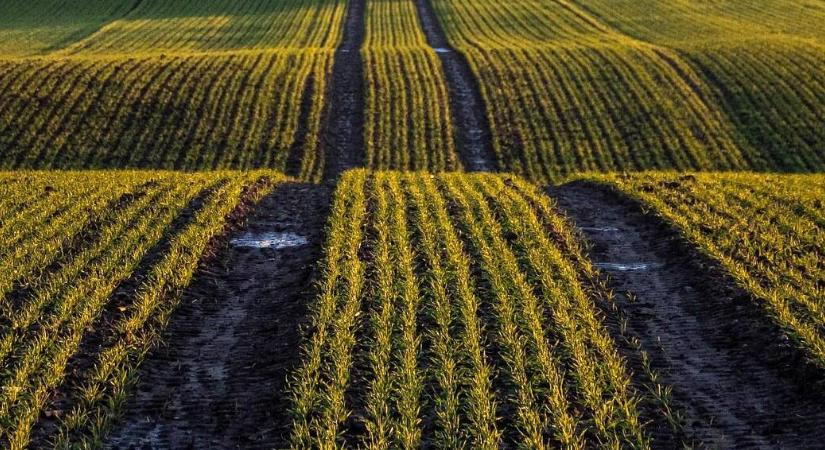 XXL Nexat traktor új műtrágyaszóróval: 20.000 liter kapacitás