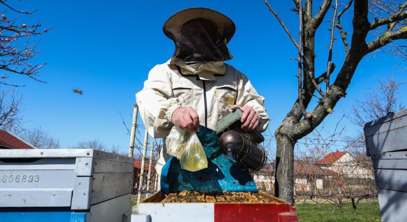 Fellebbentjük a fátylat a méhek titkos életéről - galéria, videó