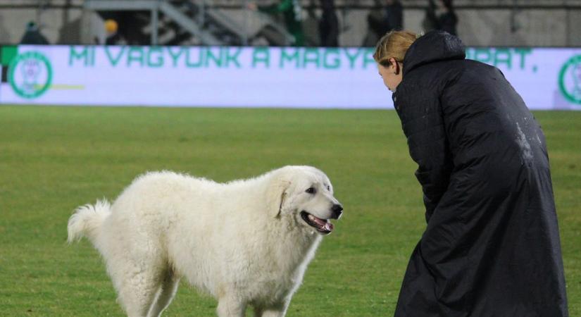 A Paksi FC kabalaállata is dobogón végzett a saját versenyén (fotóval)