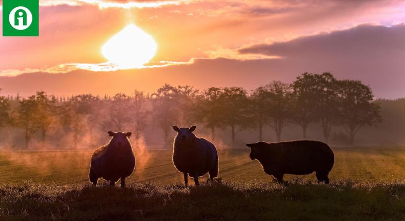 Húsvéti bárányexport: sötét fellegek gyülekeznek