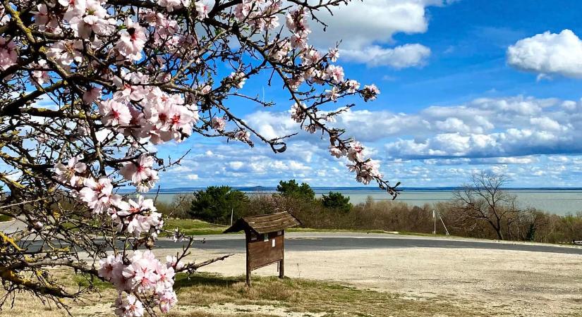 A Balaton legszebb tavaszi arca – Mandulavirágzás Balatongyörökön