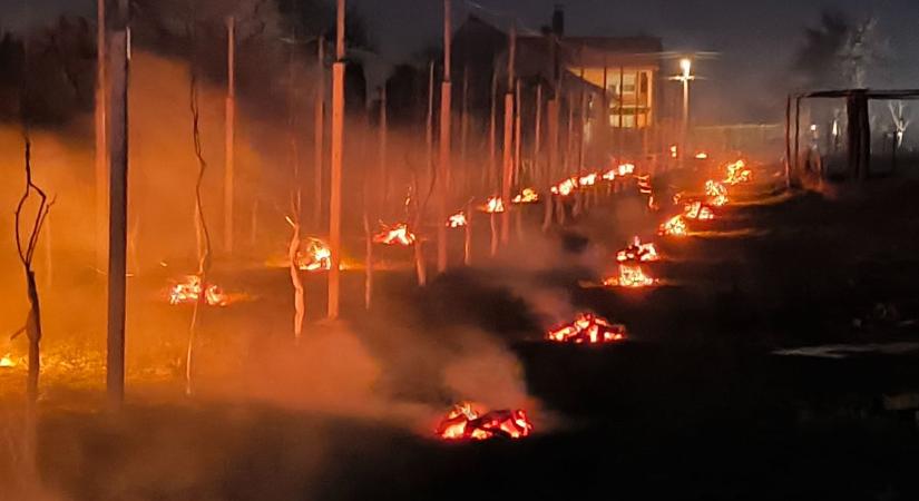 Ősi módszerrel védekeztek a fagykár ellen Zalában