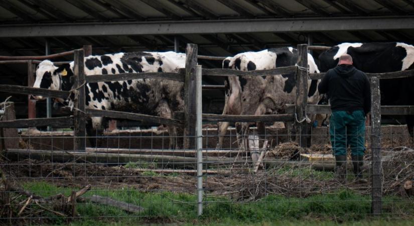 Szlovákiában is megjelent a száj- és körömfájás