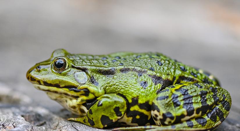 Ezrével szenvednek a fogságunkban ilyen lények, mentsük meg őket