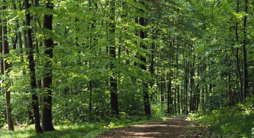 Holttestet találtak az erdőben, kiderült, hogy kié