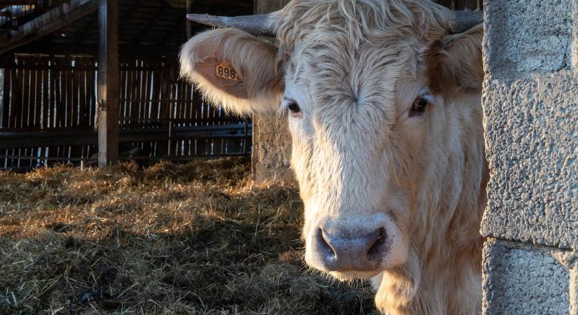 Szlovákiában kimutatták a száj- és körömfájás betegséget