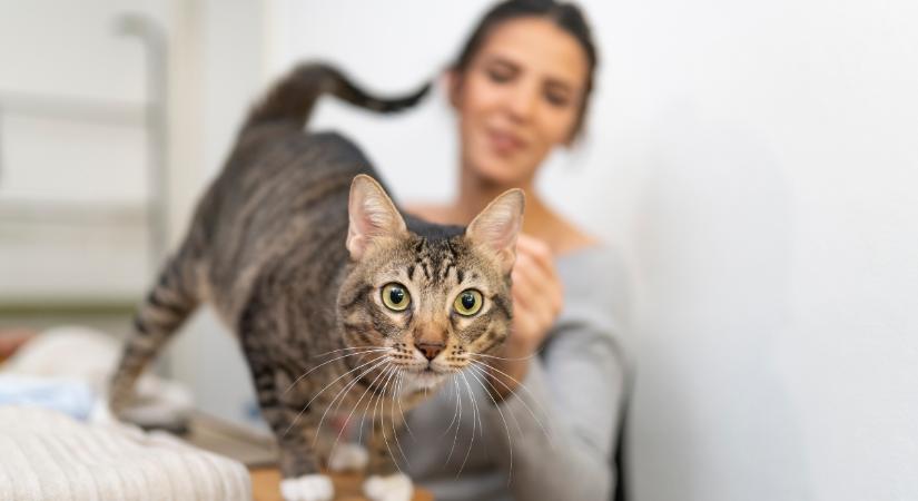 Ezért mutatják felénk a macskák a feneküket