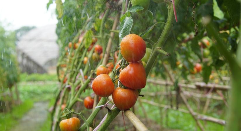 A növényegészségügyi hatóságok egy új paradicsomvírus veszélyére hívják fel a figyelmet