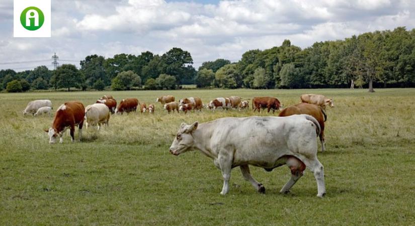 Hatalmas siker: Magyar gazda is szerepel a Top 50 Farmers nemzetközi listáján