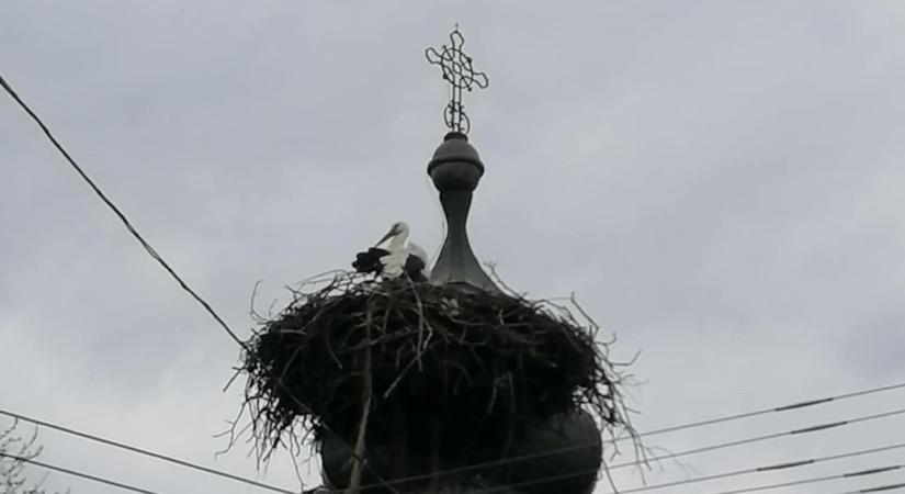 Szerelem a magasban: megjött a térség leghíresebb gólyája, és nem egyedül érkezett!