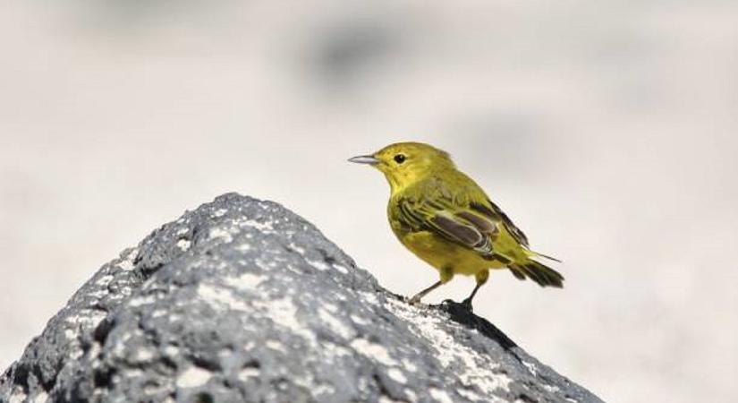 Elegük van a galapagos-i madaraknak az emberekből