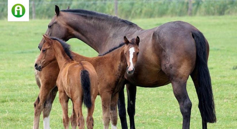 Meglepő részletek derültek ki a lovak vírusos megbetegedéséről – ezt neked is tudnod kell!