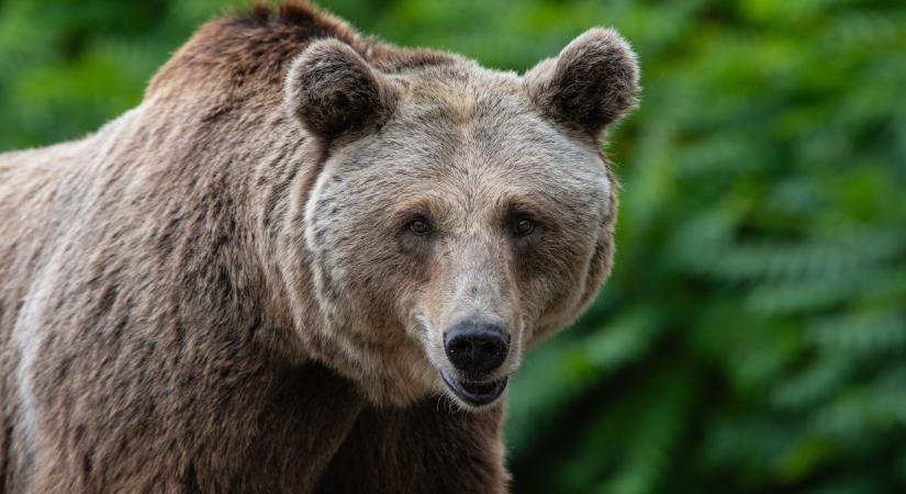 Ijesztő nyomok a sárban - újra medve járhat lakott területeken