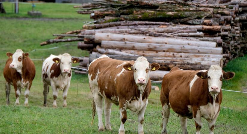 Rendkívüli helyzetet hirdettek a Dunaszerdahelyi járásban a száj- és körömfájás betegség miatt